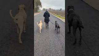 Ein Spaziergang ist immer mit Training verbunden canecorso broholmer hundetraining [upl. by Mungovan970]