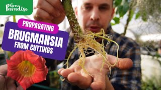 How to grow Brugmansia plants from cuttings  Angel trumpet propagation [upl. by Akiraa445]