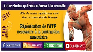 Régénération de l’ATP nécessaire à la contraction musculaire [upl. by Krilov690]