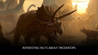 Interesting Facts about Triceratops [upl. by Goldenberg]