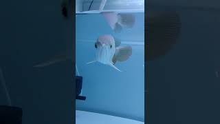 Arowana Fish Feeding  Best Food For Arowana Fish [upl. by Uliram]