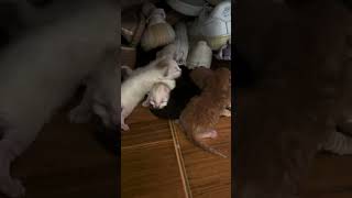 New Born Kittens Part 1 kitten kittenkuts cutekitt newbornkitten newbornkittens kittykitty [upl. by Perrin]