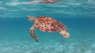 Tobago Cays Turtle Sanctuary St Vincent amp the Grenadines [upl. by Hanauq]