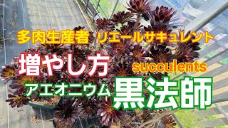 【多肉植物】アエオニウム黒法師の増やし方‼️ [upl. by Ploch]