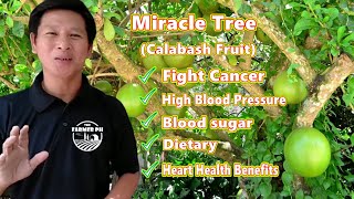 Calabash Fruit Lunas sa Maraming Klase ng Sakit  Miracle Fruit Juice [upl. by Cline]