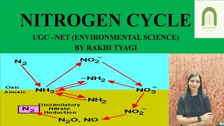 NITROGEN CYCLE  Biogeochemical Cycle  By Rakhi Tyagi [upl. by Ahsiloc233]