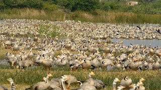 Bar headed geese 2021  Bar headed goose visit feeding place before hunting [upl. by Ecirtaed]