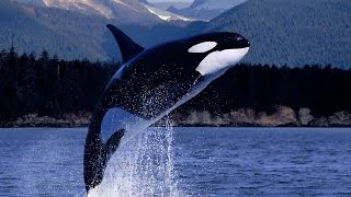 La Orca La Ballena Asesina Yo Depredador Documental National Geographic 2015 [upl. by Atinoj]