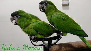 Hahns Macaw at Salmans Exotic Pet Store [upl. by Hatfield]