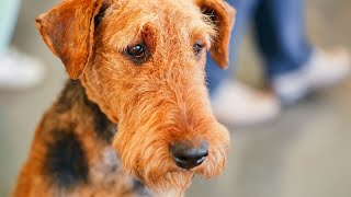 Airedale Terriers Good Guard Dogs [upl. by Esihcoc]