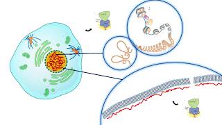 M phase cyclin  Cyclin B and CDK1 [upl. by Applegate841]