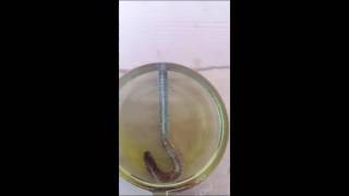 How to remove the rust using muriatic acid [upl. by Ahsini202]