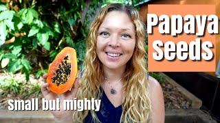 The Benefits amp Uses of Papaya Seeds [upl. by Olrak671]