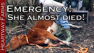 Can we save this bloated cow Animal Emergency  Cow Bloat  Homesteading  Dr Pol  Heartway Farms [upl. by Anahahs]