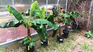 5 BANANA CARE TIPS  Harvesting Cloning Transplanting Feeding amp Mulching [upl. by Atika81]