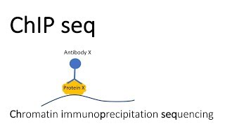 ChIP seq  Chromatin Immunoprecipitation sequencing [upl. by Anide933]