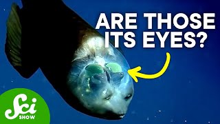 The Strange Mystery of the Barreleye Fish [upl. by Warfield]