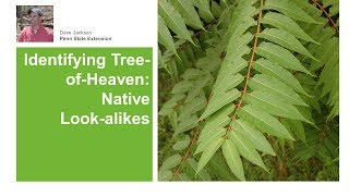 TreeofHeaven Native Lookalikes [upl. by Decima]