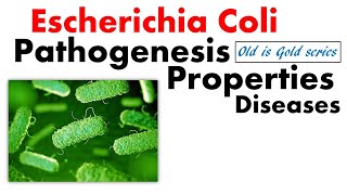 E coli bacteria microbiology  pathogenesis Symptoms and disease [upl. by Canfield]