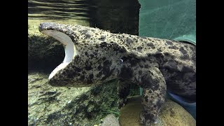 Largest Amphibian in the World  Giant Salamander [upl. by Yarak621]