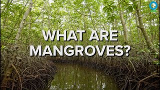 What Are Mangroves [upl. by Anas]