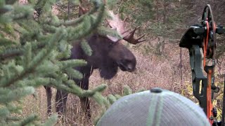 ARROWED at 14 YARDS Bow Hunting Moose Eastmans Hunting TV [upl. by Learsi423]