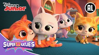 🐈 Vrolijke Katjesdag  Super Katjes  Disney Junior BE [upl. by Odlanor267]