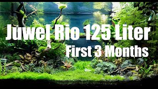 Juwel Rio 125 Liter Aquascape  First 3 Months [upl. by Epuladaugairam472]