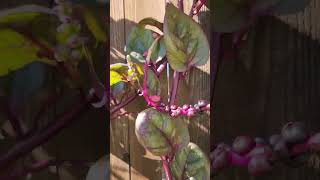 Garden Tour Fall Update [upl. by Wandis]