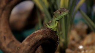 7 Care Tips for Basilisks  Pet Reptiles [upl. by Ilyssa206]