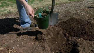 Planting Blackberries [upl. by Gaidano]