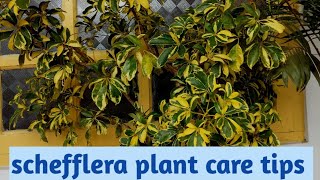 complete care of schefflera plant  umbrella plant  gardening vlogManjuz farm stay [upl. by Rairb51]