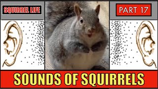 Squirrel Life 17  The Sounds of Squirrels [upl. by Nahgeam274]