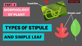 Stipule And Its Types  Simple Leaf  Morphology of Flowering Plants  TYPES OF LEAVES  Biology [upl. by Enelak688]