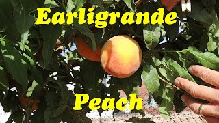 Our Top Peach Picks for Warm Climates  Earligrande Peach Review [upl. by Artimas]