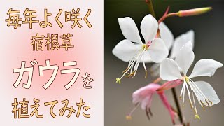 毎年よく咲く宿根草 ガウラを植えてみた [upl. by Adur]