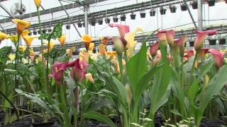 How To Grow Calla Lillies [upl. by Allenrad]