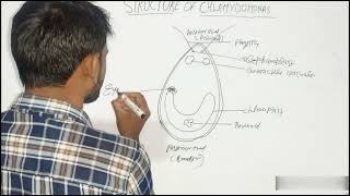 Structure of chlamydomonasDraw the structure of chlamydomonas [upl. by O'Brien]