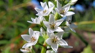 Barwy ogrodu Białe kwiaty  White Flowers [upl. by Ontine648]