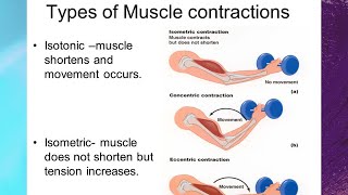 Types of Muscle Contraction  Isometric Isotonic Eccentric Concentric Contractions [upl. by Ahsemik]