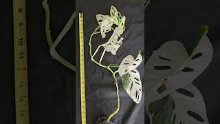 A 5 rooted Monstera Adansonii Albo Variegata cutting gardenpropagation monsteranatureplants [upl. by Clayborn]