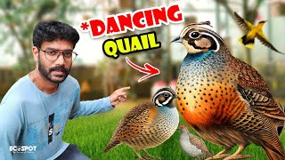 10000 രൂപയുടെ BUTTON QUAIL നെ വാങ്ങി  Bought 30 Fancy BUTTON Quail From the PET SHOP [upl. by Eenej]