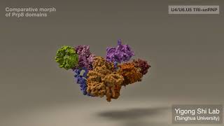 Mechanistic Understanding of PremRNA Splicing by the Spliceosome [upl. by Nosrak475]