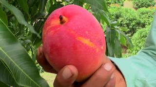 Agricultura al Día  ¿Cómo es un cultivo de mango [upl. by Marthena138]