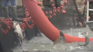 State federal officials highlight Asian Carp removal method at Kentucky Lake [upl. by Ahsil]