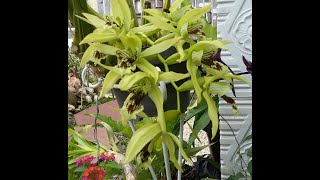 Fragrant orchid in bloom  Coelogyne asperata [upl. by Ettegirb999]