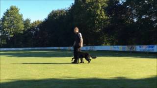 Apollo vom Schloß Solitude Training August 2016 [upl. by Henriques]