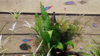 HOW TO BREED NEON TETRAS PART 2 [upl. by Toma]