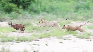 🦁 LION HUNT and new LEOPARD cub 🐆 [upl. by Latty39]