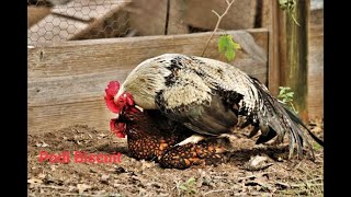 Rooster Mating and Crowing Compilation [upl. by Inoj]